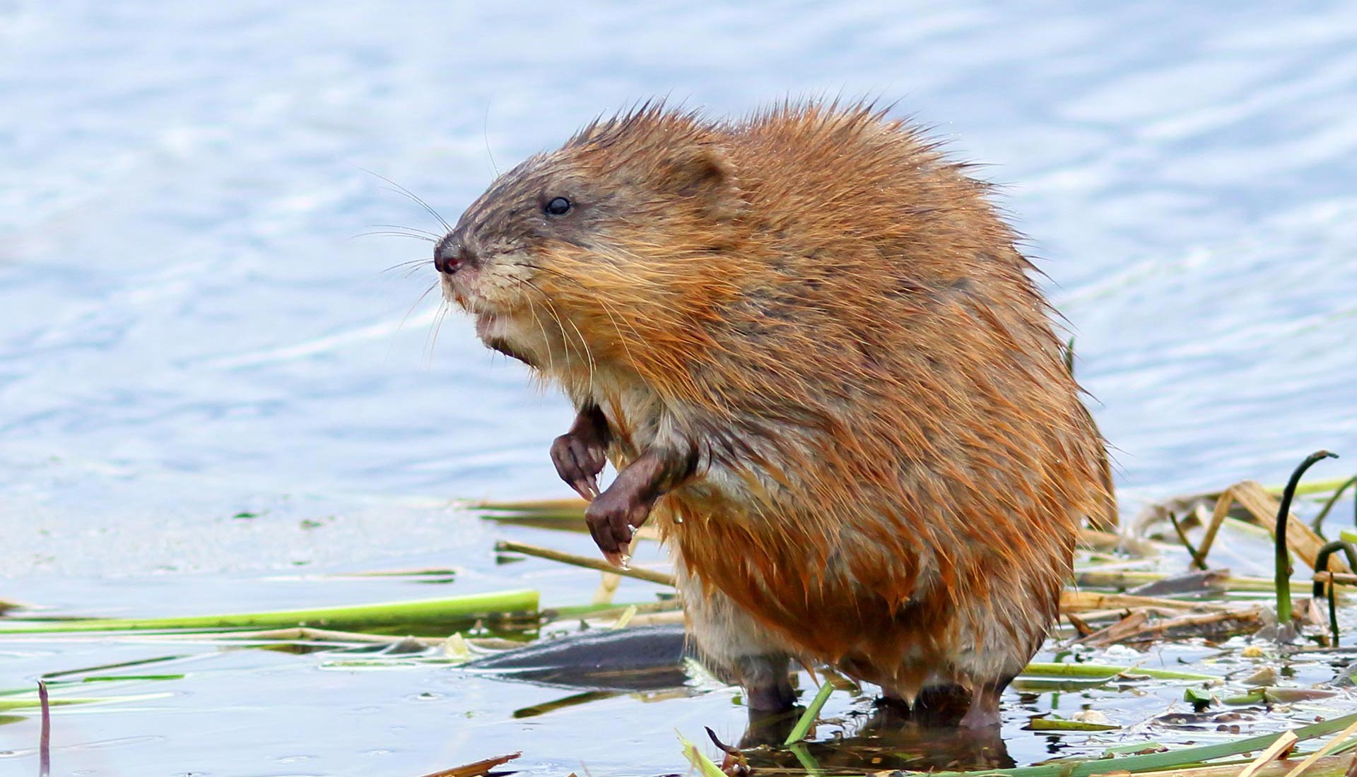 Se Debarrasser Des Rats Musques Bordeaux Gironde 33 Se Debarrasser Des Rats Musques Bordeaux Gironde 33