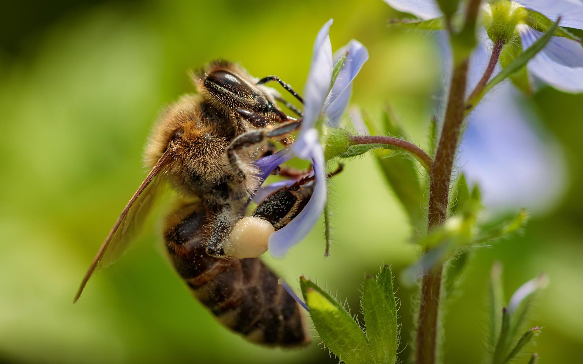 Se débarrasser des abeilles à Bordeaux : nos solutions pour éliminer et détruire les nids d'abeille à Bordeaux en Gironde (33)