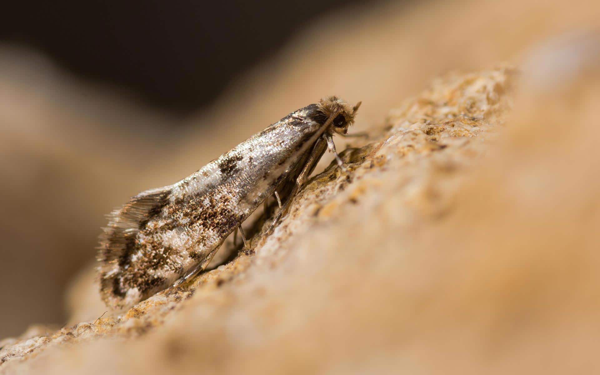 Traitement Mites de bois et mites alimentaires Bordeaux Gironde 33