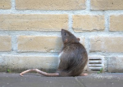 Extermination de rats et souris
