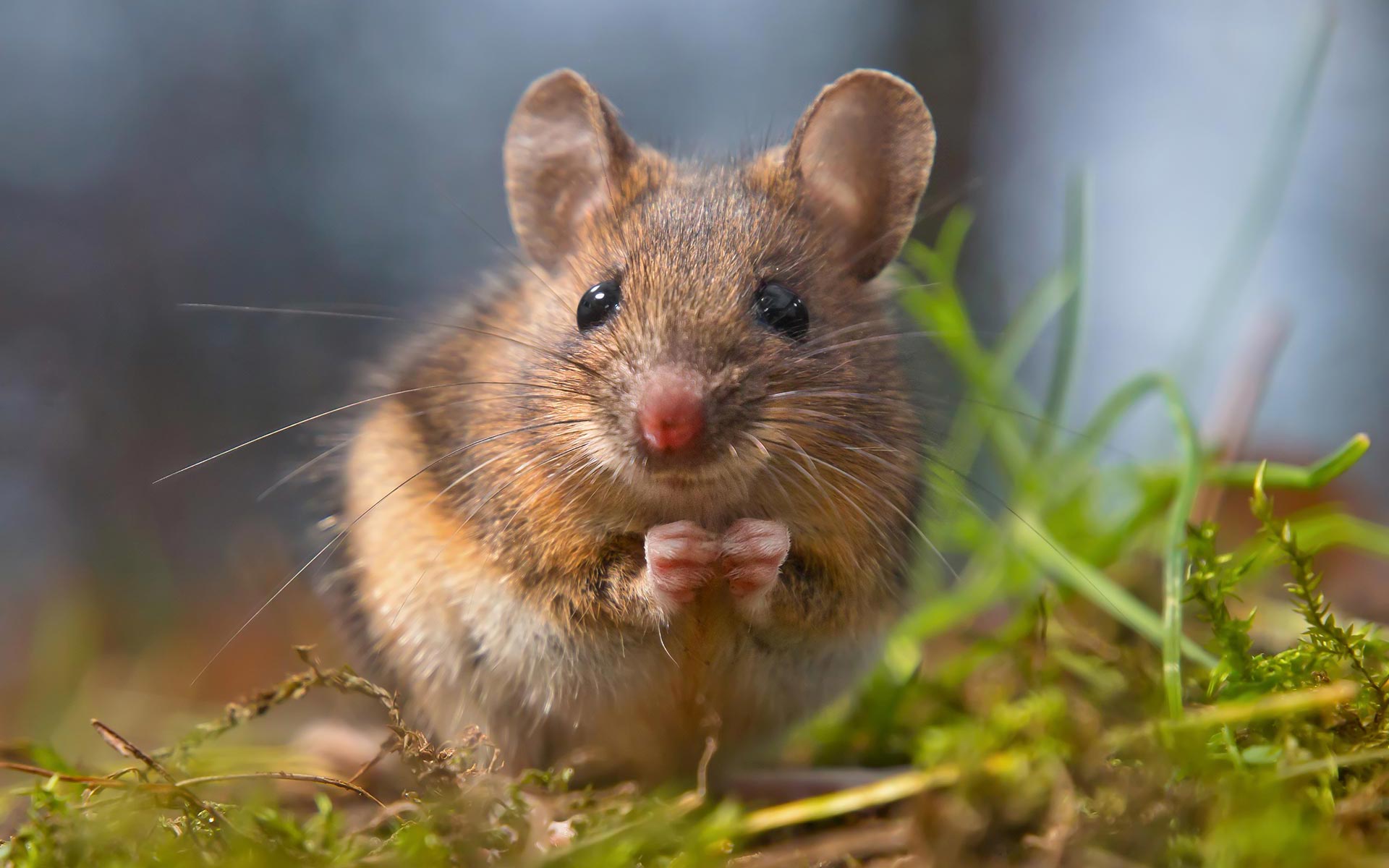 Se débarrasser des mulots et souris à Bordeaux : Deraking intervient pour exterminer et tuer les nuisibles sur la Gironde (33)