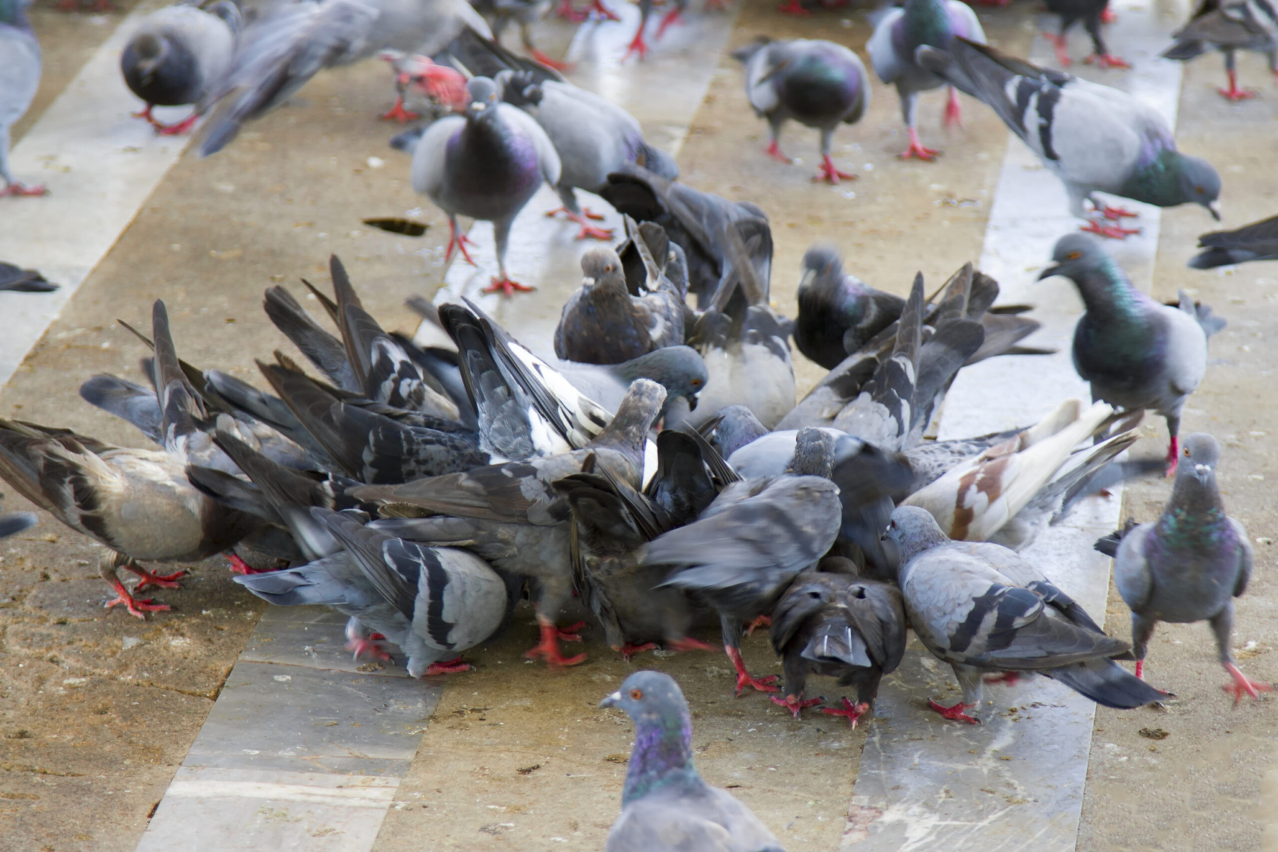 Se débarrasser des pigeons et oiseaux nuisibles à Bordeaux et sur la Gironde (33)