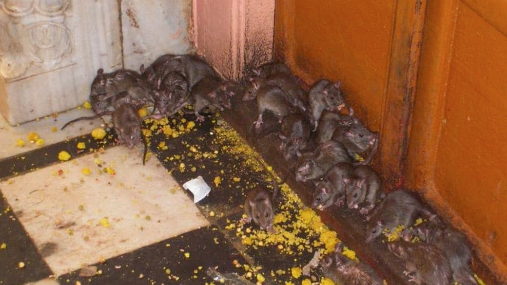INVASION DE RATS DANS LES GROSSES METROPOLES