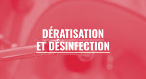 Dératisation et désinfection par une entreprise spécialisée à Bordeaux (Gironde, 33)
