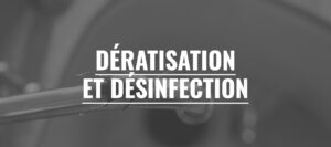 Dératisation et désinfection par une entreprise spécialisée à Bordeaux (Gironde, 33)