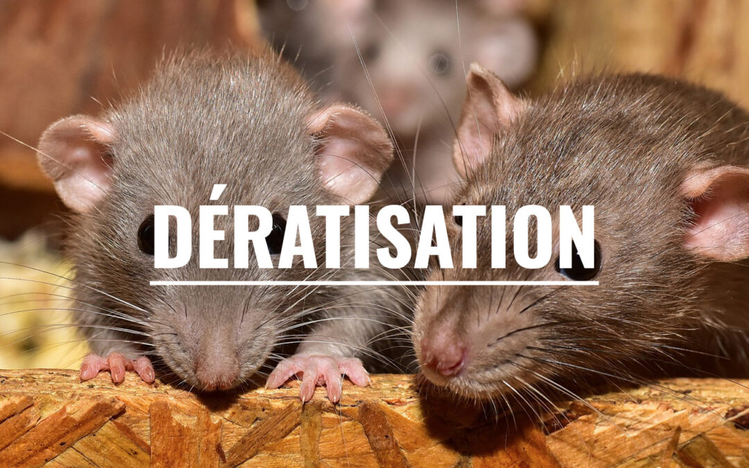 ERADICATION DES RATS SUR LIBOURNE