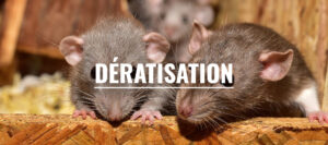 Dératisation et extermination de rats et souris par un dératiseur professionnel à Bordeaux (Gironde, 33)