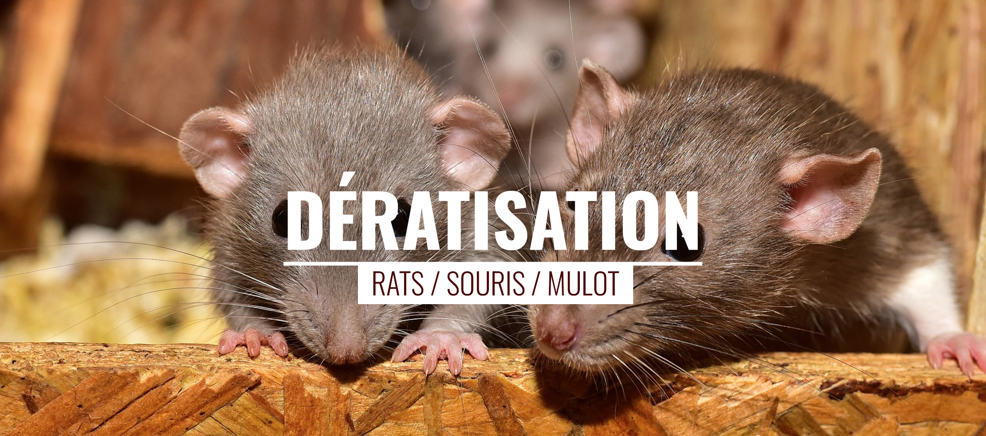 Dératisation et extermination de rats et souris par un dératiseur professionnel à Bordeaux (Gironde, 33)