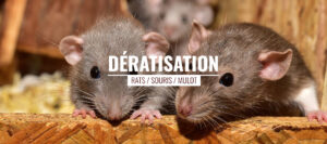 Dératisation et extermination de rats et souris par un dératiseur professionnel à Bordeaux (Gironde, 33)