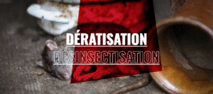 Dératisation et désinsectisation par une entreprise spécialisée à Bordeaux (Gironde, 33)