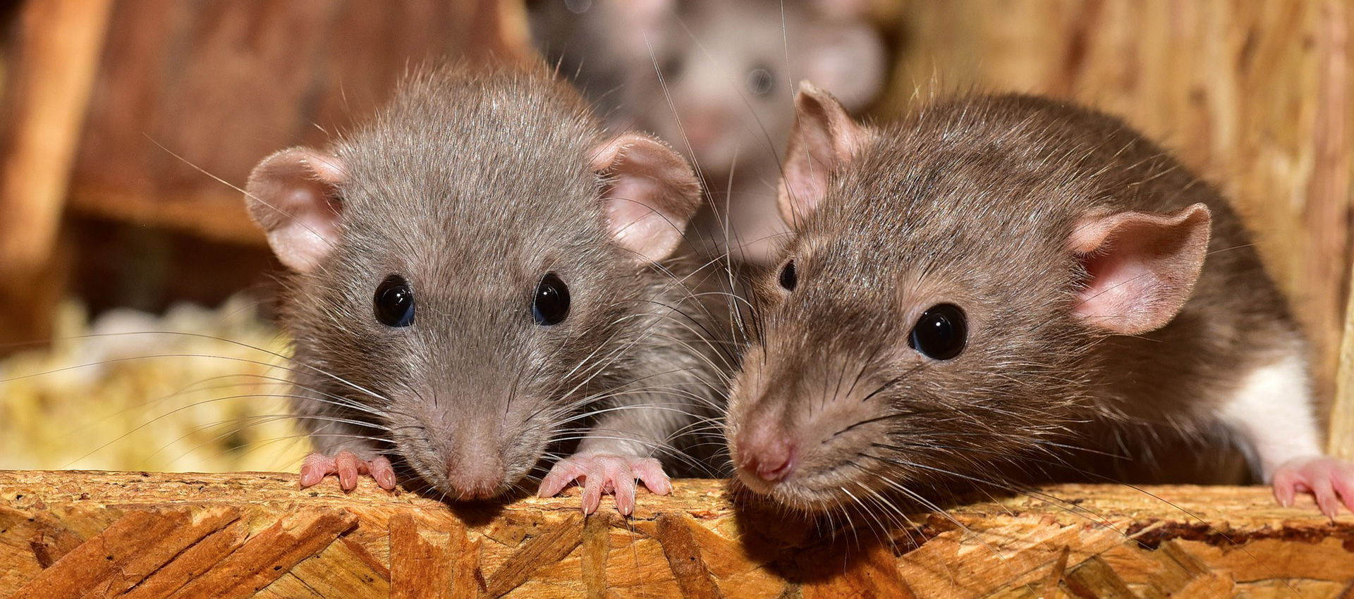 Dératisation et extermination de rats et souris par un dératiseur professionnel à Bordeaux (Gironde, 33)