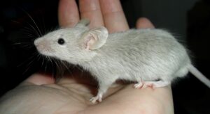 Dératisation de souris et extermination de rats par un dératiseur professionnel à Bordeaux (Gironde, 33)