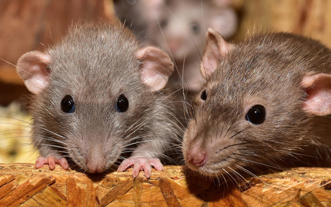 ERADICATION DES RATS DANS L’AGGLOMERATION BORDELAISE