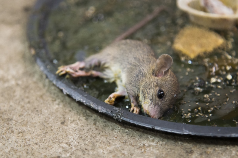 Dératisation : comment se débarrasser des rats une bonne fois pour toutes ?