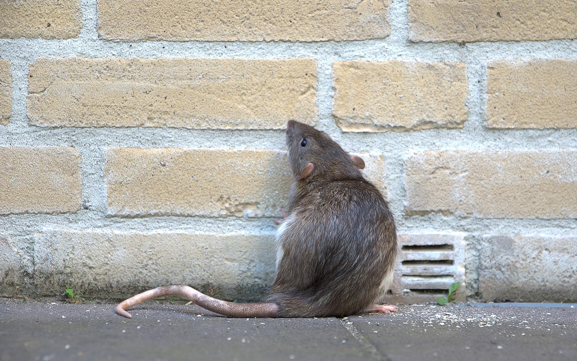 Se débarrasser des rats : extermination de rats sur Bordeaux avec Deraking pour les éliminer et les tuer sur la Gironde (33)