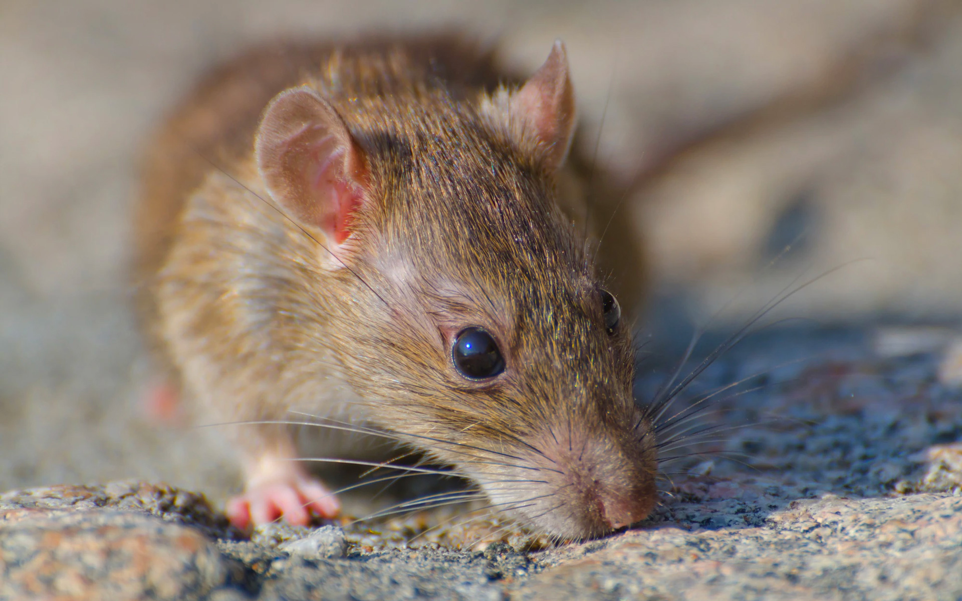 Combattre les rats avec une entreprise de dératisation à Bordeaux et sur la Gironde (33)