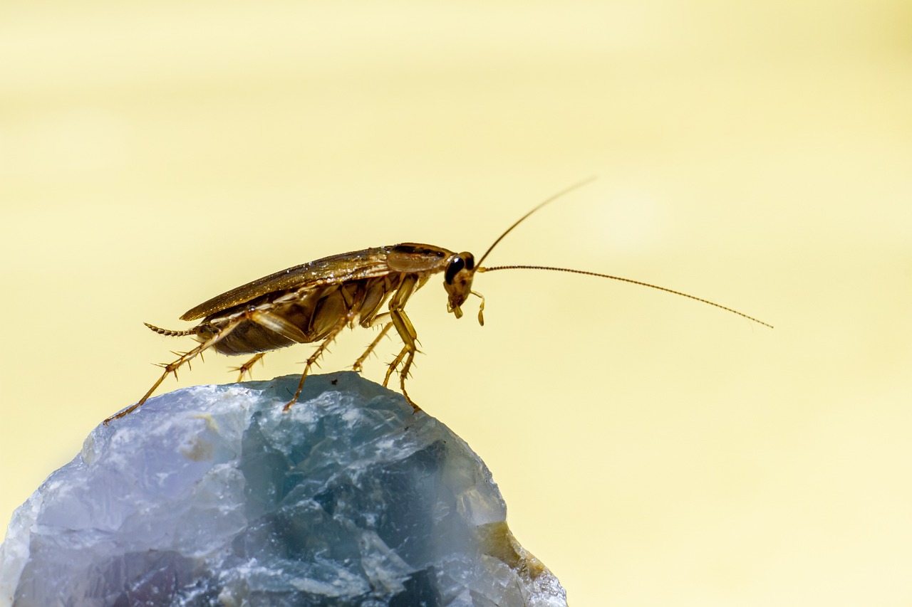 Désinsectisation de blattes et cafards à Bordeaux (Gironde, 33)