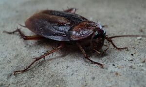 Désinsectisation de blattes et cafards à Bordeaux (Gironde, 33)