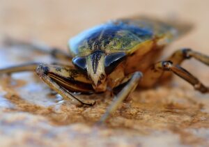 Désinsectisation de blattes et cafards à Bordeaux (Gironde, 33)