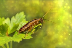 Désinsectisation de blattes et cafards à Bordeaux (Gironde, 33)