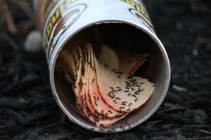 Désinsectisation de fourmis à Bordeaux (Gironde, 33)