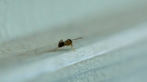 Désinsectisation de fourmis à Bordeaux (Gironde, 33)