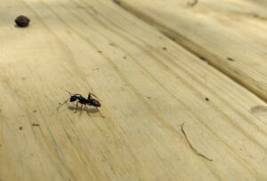Désinsectisation de fourmis à Bordeaux (Gironde, 33)