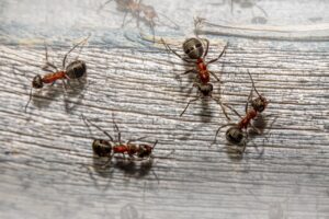 Désinsectisation de fourmis à Bordeaux (Gironde, 33)