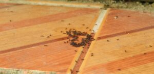 Désinsectisation de fourmis à Bordeaux (Gironde, 33)