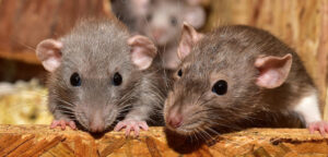 Dératisation à Bordeaux en Gironde (33) par Deraking, dératiseur professionnel spécialisé dans l'extermination de rats et souris