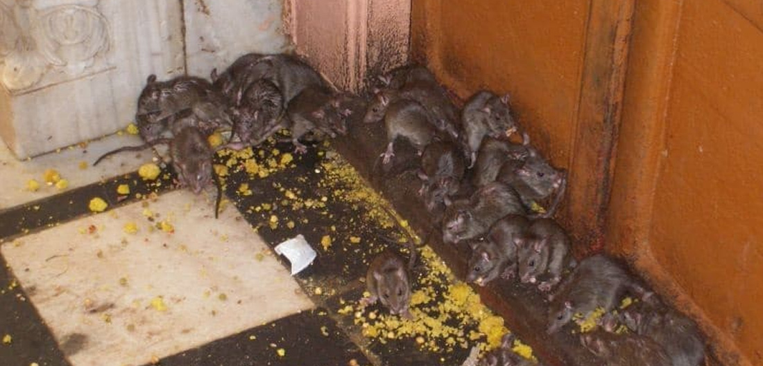 Stopper une invasion de rats en faisant appel à une entreprise de dératisation à Bordeaux en Gironde (33) : Deraking