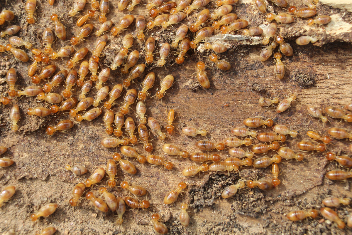 Traitement des termites à Bordeaux, Gironde (33)