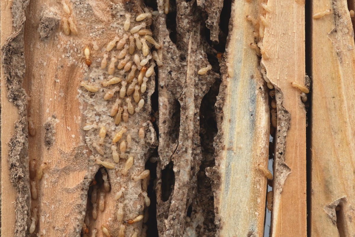 Traitement termites sur Bordeaux : quand faire appel à Déraking ?
