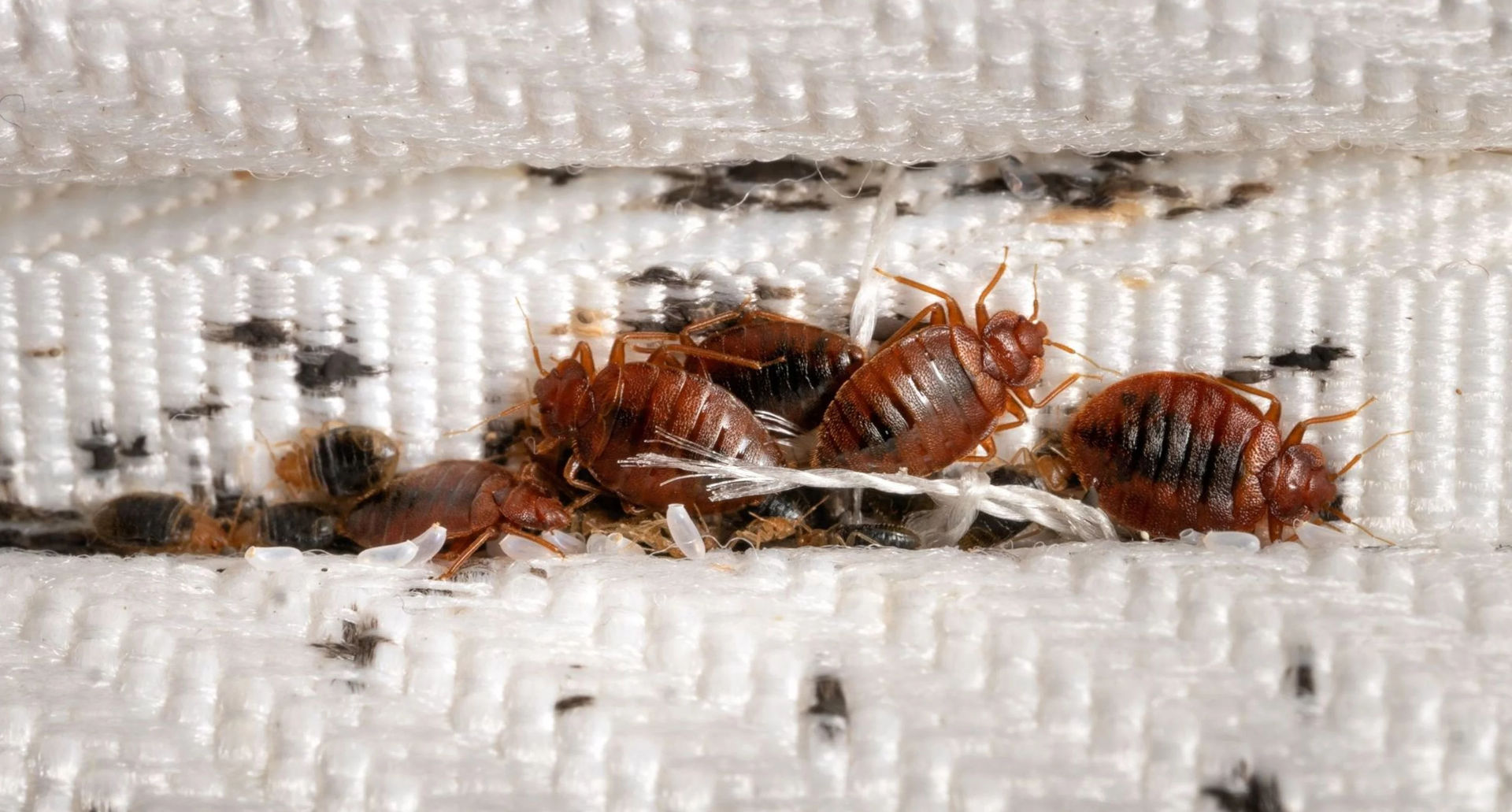 Les erreurs les plus fréquentes lorsque l'on tente d'éliminer les punaises de lit soi-même (et comment les éviter)