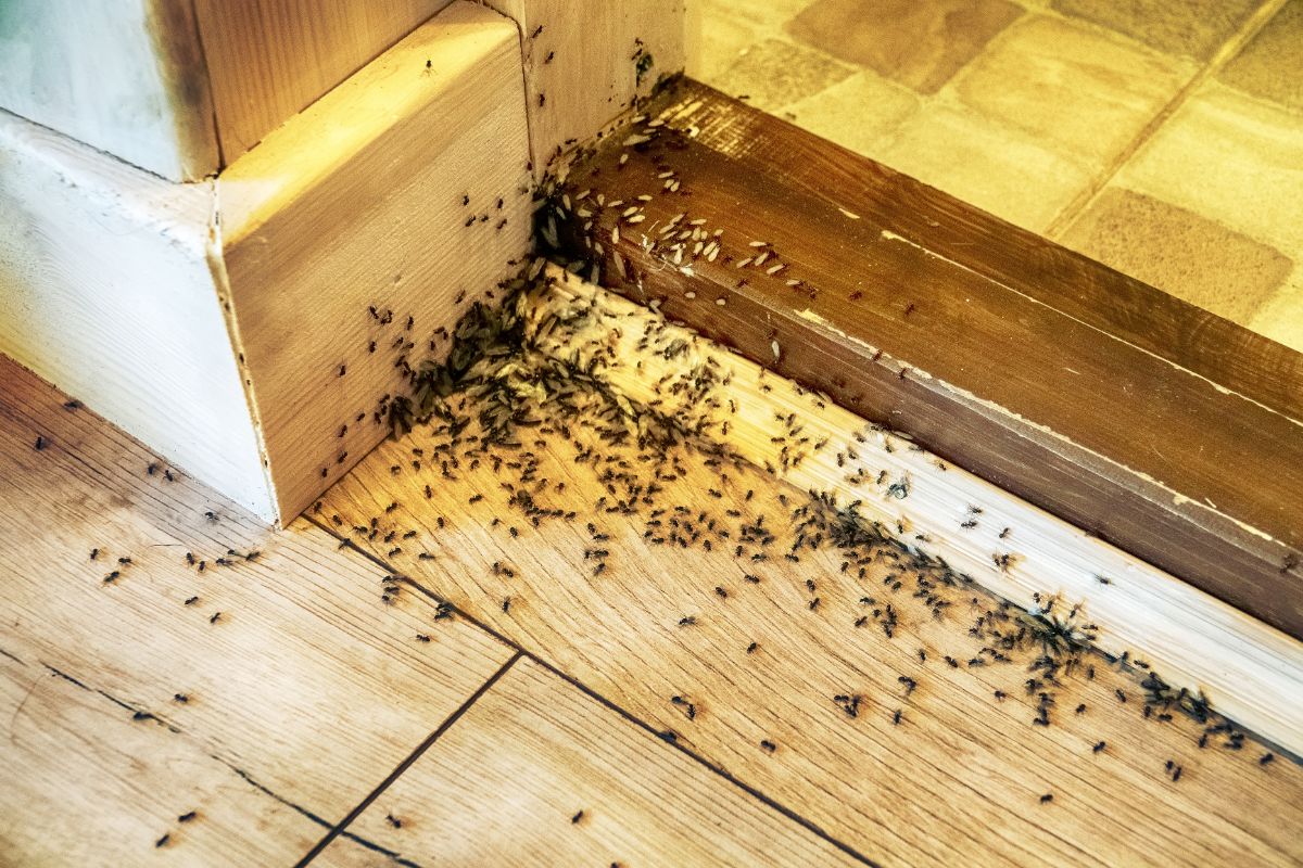 Pourquoi suis-je envahi par les fourmis au printemps ? Les raisons scientifiques et pratiques